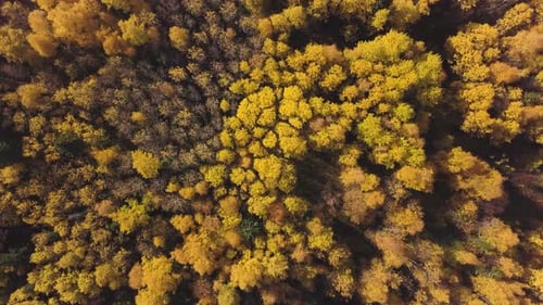 Forest plain during a autumn day
