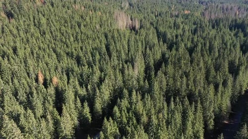 Flying Over Pine Tree Forest. Aerial View of Wild Evergreen Wood
