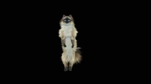 Gato dançando HD
