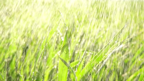 Green Grass with Water Droplets in the Rain