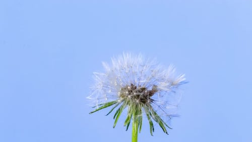 Pusteblume Blossom Timelapse auf Blau
