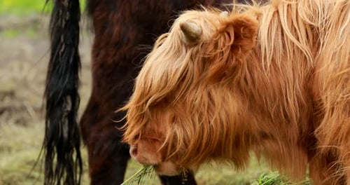 Highland Cattle Grazing in Green Pasture