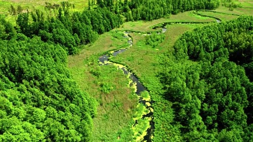 Aerial view of green swamps with algae on river, Europe