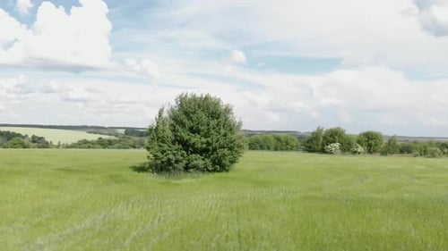 Tree on green meadow.
