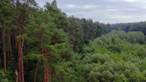 Beautiful green wood in summer