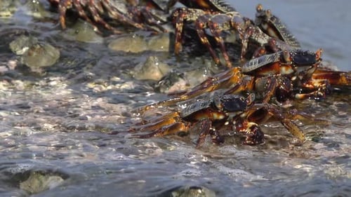 Crabs Sit on Coastal Stones, Between Sea Waves