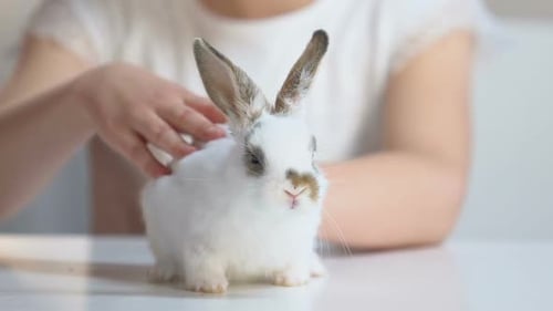 Girl Gently Petting Cute Fluffy White Bunny