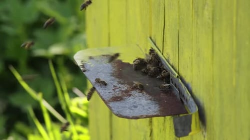 Busy Bees Entering Yellow Wooden Beehive