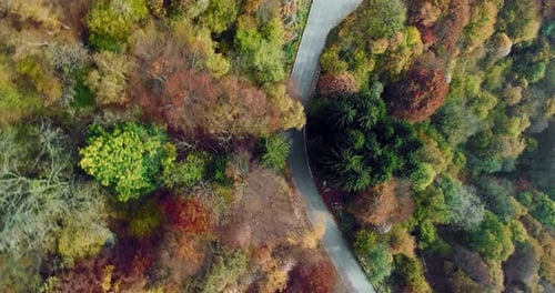 Overhead Aerial Top View Following Over Road in Colorful Countryside Autumn Forest