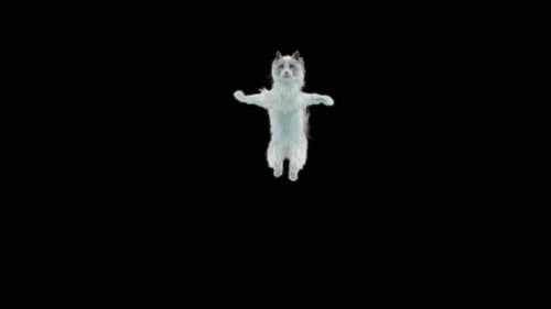 Katze Jumping HD