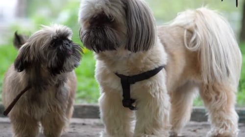 Two Fluffy Dogs Standing Together Outdoors