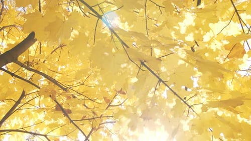 Autumn Leaves