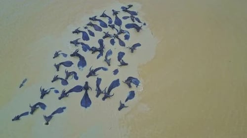 Drone tourne au-dessus de buffles se baignant dans de l'eau sale