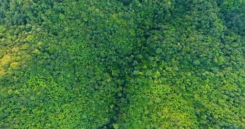 Top View of Mountain and Forest