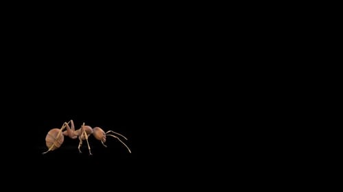 Ant Walk Over Pantalla