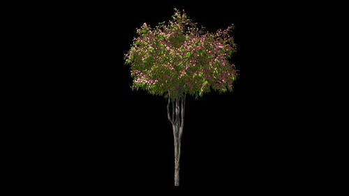 Blühender Baum