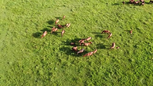 Aerial drone video, flying over a herd of horses. Horses eating grass on a country side hill
