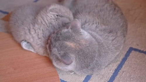 Un chaton méchant de la race britannique lopeared se joue avec maman chat