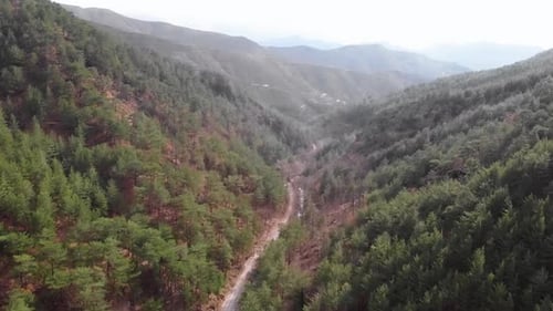 Pine tree forest in valley surrounded by big mountain hills.