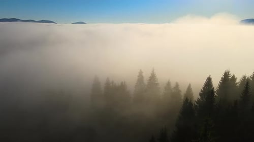Aerial View of Foggy Evening Over Dark Pine Forest Trees at Bright Sunset