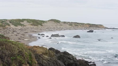Seals resting on the ocean's cost