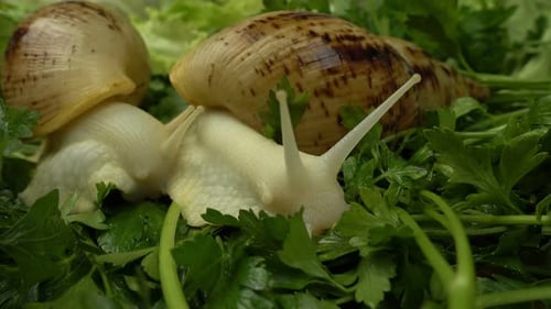 Achatina Snails Crawling on Bed of Parsley