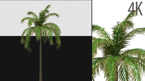 Queen Palm Tree