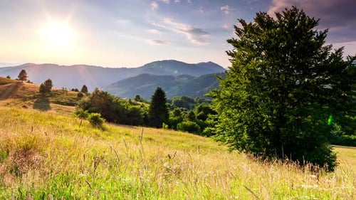 Wonderful Forest and Grassy Meadow at Sunset
