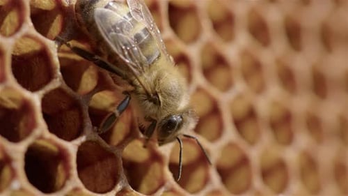 BEEKEEPING - Worker bee stands around honeycomb in a beehive, detail shot