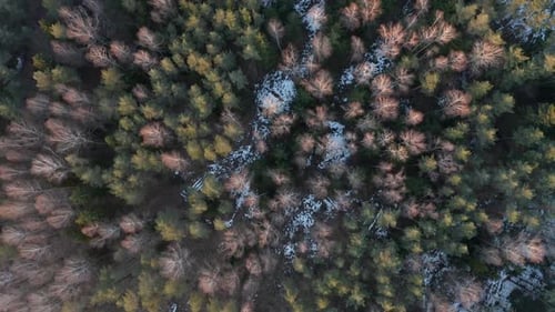 LUFTBILD: Blick von oben auf den Wald mit Sonnenschein auf Baumgipfeln und Schnee auf dem Boden