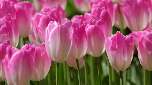 Blooming Tulips in Flower Garden