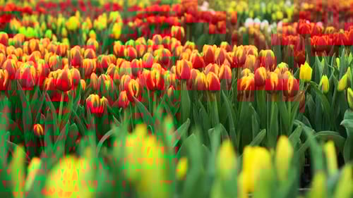 View of the Rows of Bright Multi-colored Tulips.