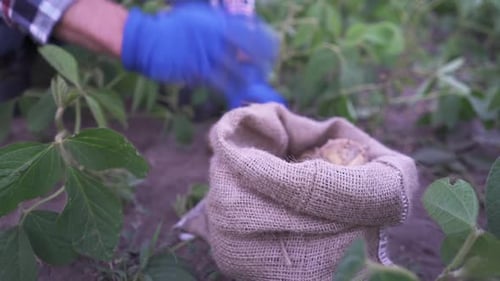 Potato Harvest Close Up Fresh Organic Potatoes in the Field