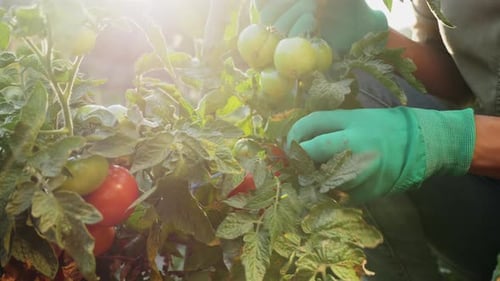 Farmer in Gloves Rips From the Bush Red Tomatoes