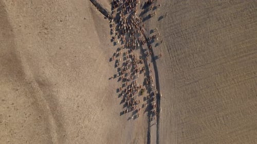 Aerial View of Large Herd Across Rural Landscape