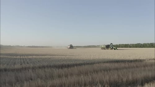 Combine Harvesting Wheat Top View of a Wheatfield