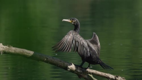 Kormorane dehnen und trocknen große Flügel in warmem Sonnenlicht, das am Teich leuchtet - volle Aufnahme