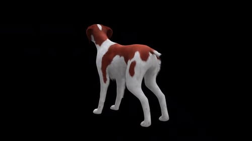 Brittany Dog Bark Back Side View