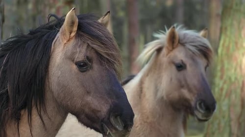 Close-Up of Two Horses in the Forest
