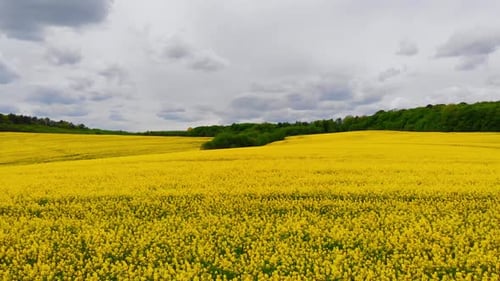 Aerial Drone Shot Drone Flying Above Blooming Rapeseed Field