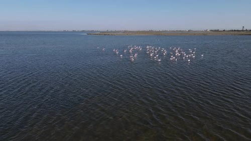 Flamingos Flying