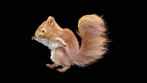 79 Squirrel Dancing HD