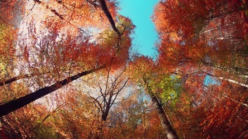 Autumn Trees (4K)