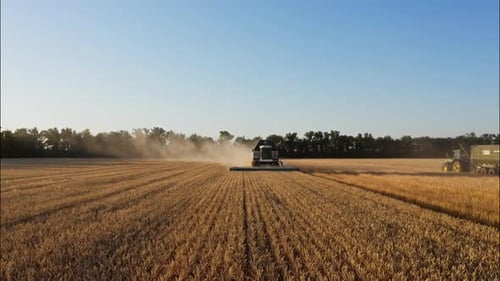Combine Harvesting Wheat Top View of a Wheatfield