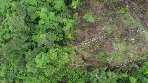 Entwaldungskonzept, viele gefällte, tote Bäume liegen neben einem Wald