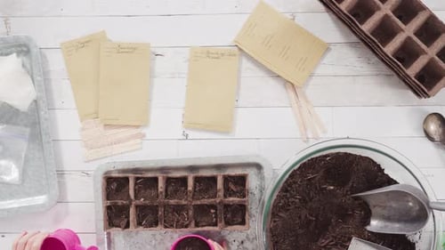 Flat lay. Little girl helping to plant herb seeds into small containers for a homeschool project.
