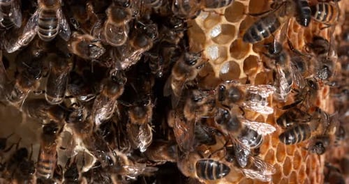 |European Honey Bee, apis mellifera, Black Bees on a wild Ray, Bee Hive in Normandy, Real Time 4K