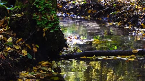 Stream
