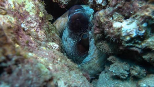 Oktopus versteckt sich zwischen Korallen