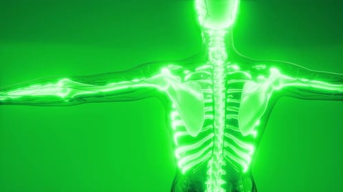 Glowing Human Anatomy Skeleton and Nervous System X-Ray Scan
